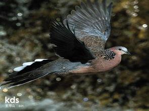 抓野鸽子视频,揭秘城市空中精灵的神秘生活