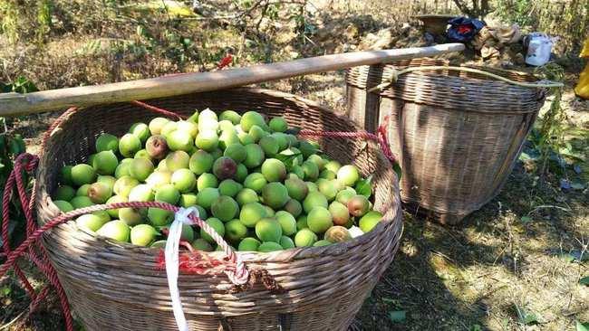 青梅视频,探寻青春记忆，重温美好时光