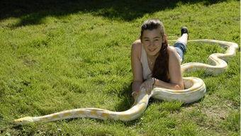 蟒蛇吃兔子视频,蟒蛇捕食兔子的惊心动魄瞬间