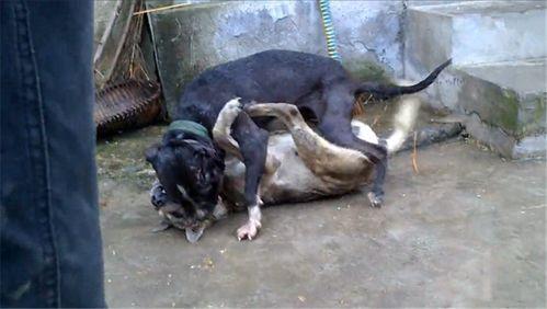 比特犬咬土狗视频,一场力量与勇气的较量