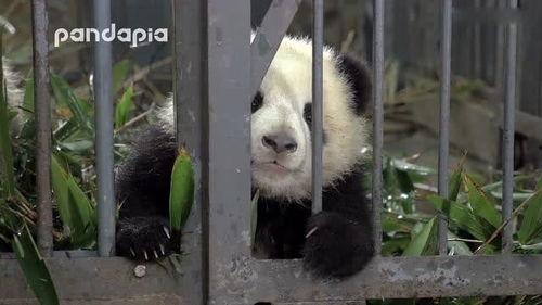熊猫叫声视频,揭秘国宝的温柔呼唤