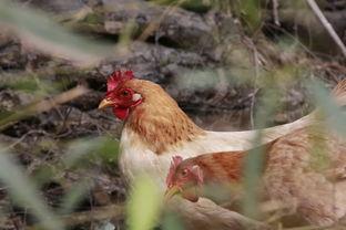 散养但鸡视频,自由漫步的田园乐章