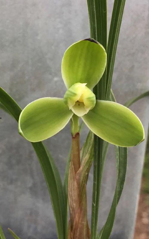 兰花烂根怎么处理视频,视频教程详解