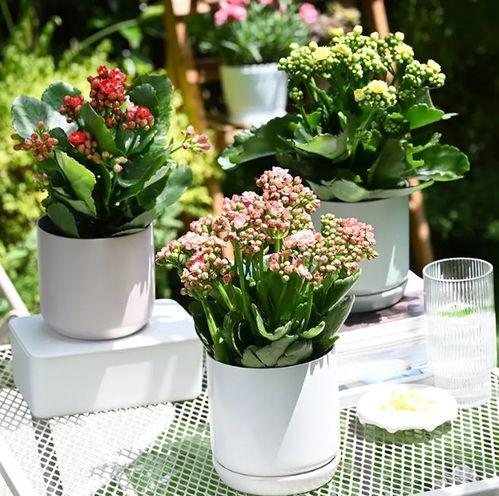 盆栽花卉视频,打造家居绿意盎然小角落