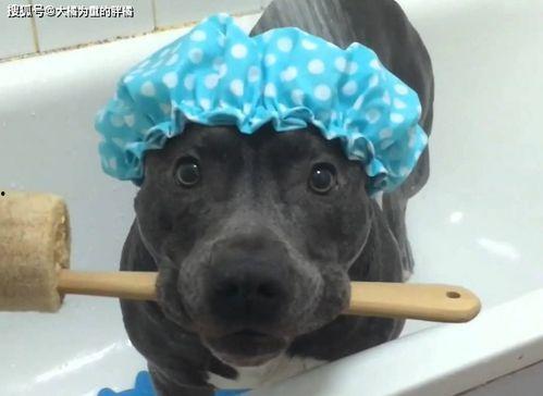 比特犬护主视频,瞬间变身守护神