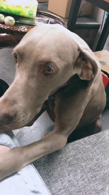 略狗视频,揭秘短视频时代的趣味与魅力