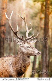 视频鹿,自然界的灵动精灵