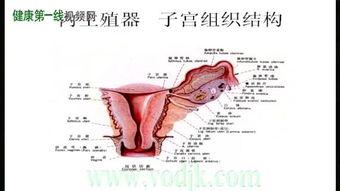 正常子宫视频,透过视频探索女性生殖奇迹