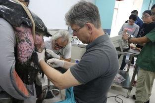 人给狗人工授精视频