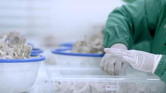 燕窝加工视频,从采摘到成品，一探究竟