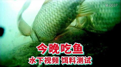 鱼吞鱼视频