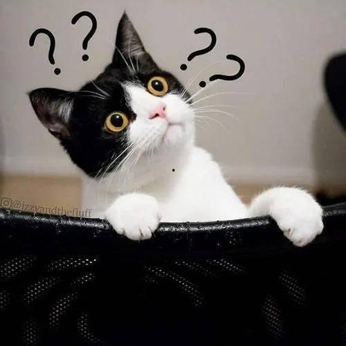 观察猫的视频,猫咪视频中的趣味瞬间