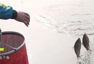 阿贵钓鱼视频,揭秘钓鱼高手的水中奇遇