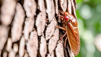 蝉清洗视频,揭秘高效清洁新体验